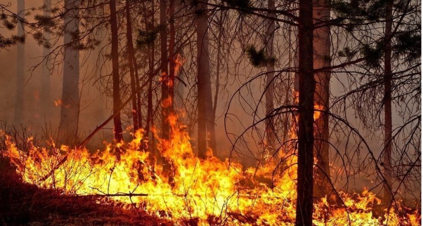 В Ухтинском и Сосногорском районах горят леса 