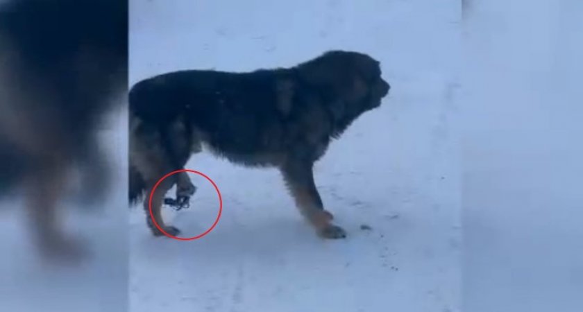 Сосногорские волонтеры приехали в ухтинский поселок спасать собаку