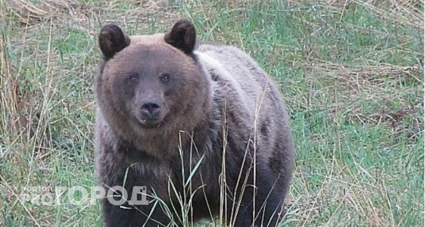 В Коми медведь напал на группу вахтовиков