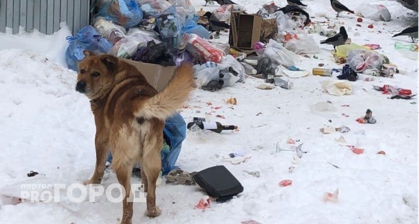 В Сосногорске владелец поврежденной собаками машины обратился в суд