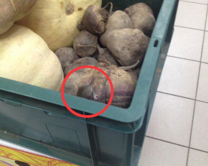 В Коми мышь живет в овощном ящике супермаркета