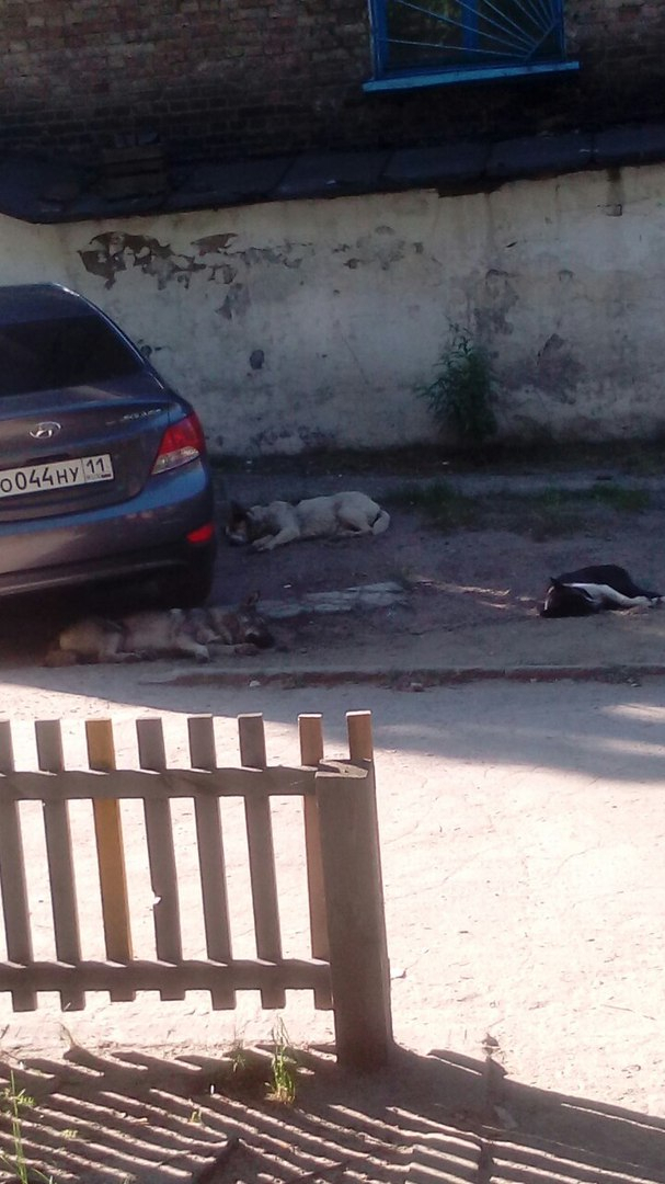 Стая собак терроризирует улицу 40 Лет Коми в Ухте