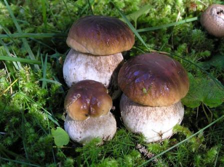 Сбор грибов в Коми: белых нет, груздей хоть коси