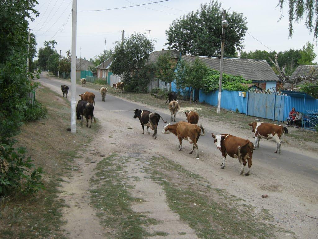 В Коми мужчина  воткнул грабли в корову за разоренный огород