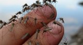 Жителям Коми рассказали, когда ждать «нашествия» комаров