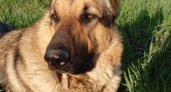Героический пес из Коми Сармат победил в конкурсе “Мой ласковый и нужный зверь”