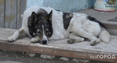 В Коми женщина сходила в гости и "заработала" из-за пса подруги 300 тысяч рублей
