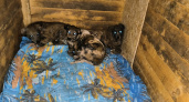 Сотрудники фонда помощи животным в Ухте отмыли от битума пострадавших собак