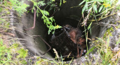 Жительница Сосногорска обнаружила в колодце собаку