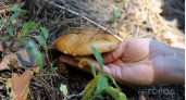 МЧС России нашли живым грибника, потерявшегося в лесу на 9 дней