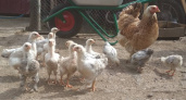 В продукции птицефабрики "Зеленецкая" обнаружен вирус птичьего гриппа