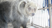 Экоактивисты возмущены: в зооуголок Ухты не хотят возвращать медведя