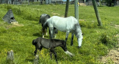 В Коми спасают беременную лошадь и жеребенка