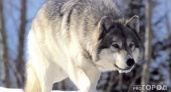 251 волка ликвидировали в Коми с начала 2023 года