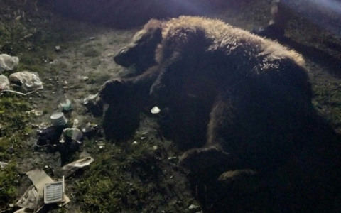 В Коми впервые в году отстрелили медведя, который вышел к людям