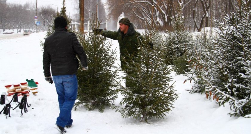 Житель Ухты получит наказание за новогоднюю елку