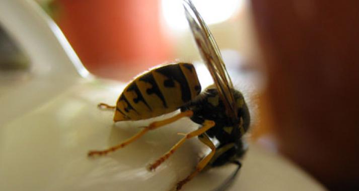 "Родители, будьте внимательней!": детские сады в Ухте атакуют осы