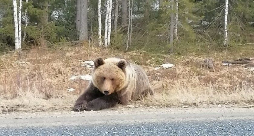 В Ухте решается судьба медведя на трассе