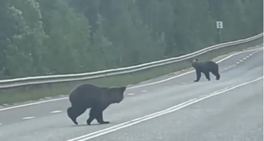 В Коми водители встретили на трассе двух медведей