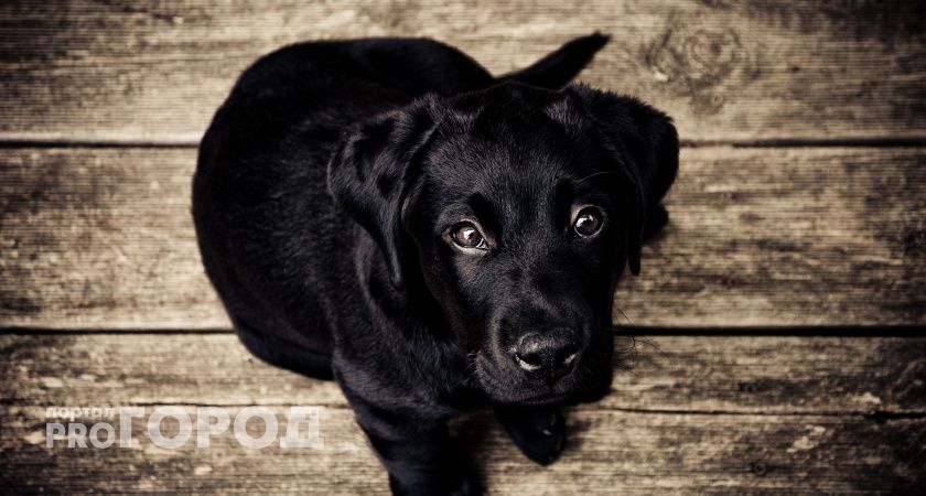 В Сосногорске накажут людей, укравших породистых щенков