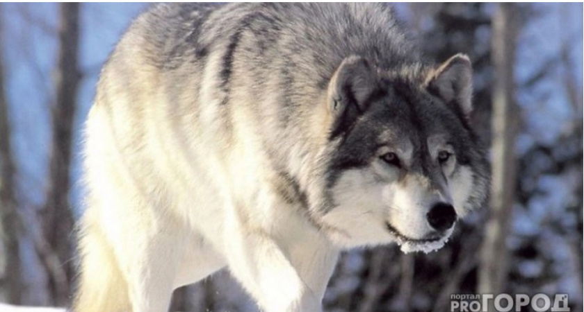 В Коми практически самые солидные выплаты за добытого волка