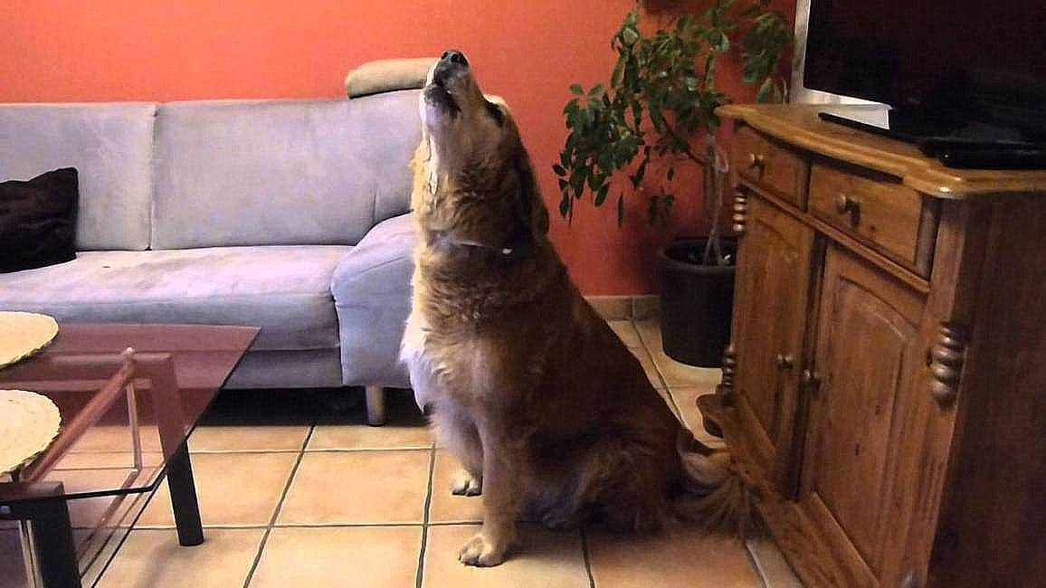 Сосногорец снял видео как в подъезде двое суток лает и воет собака