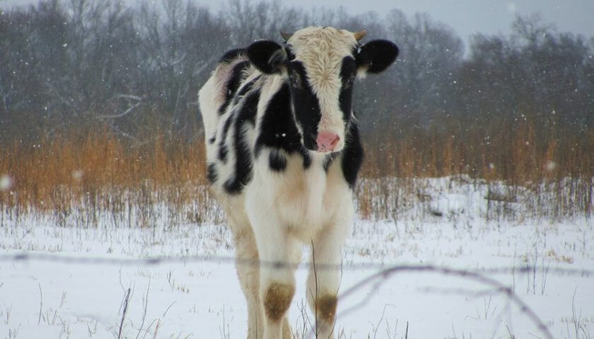 Покупка коровы на "Авито" обошлась ухтинцу потерей в 90 тысяч рублей