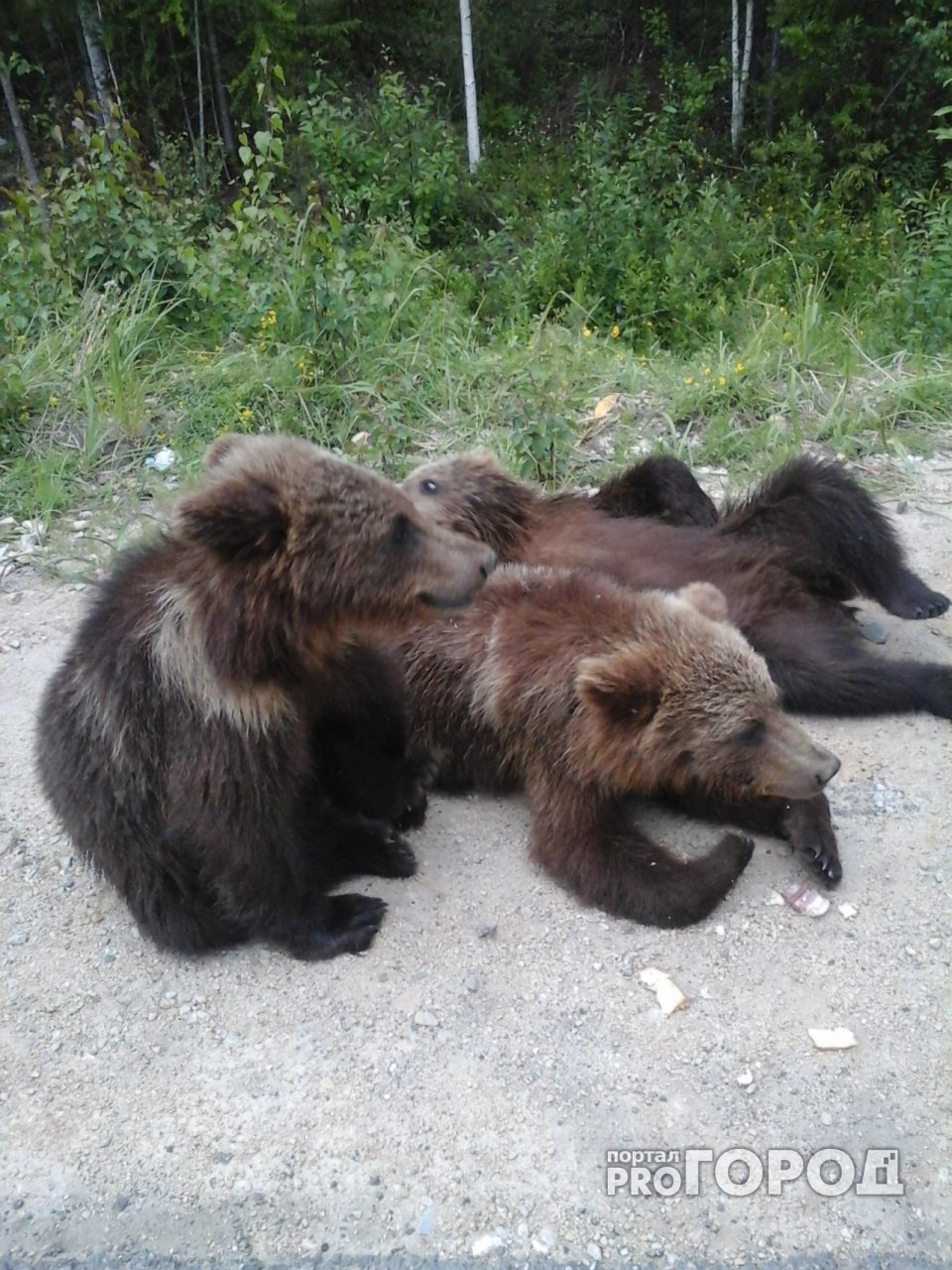 В Удорском районе пенсионеркам на пути попались медведи