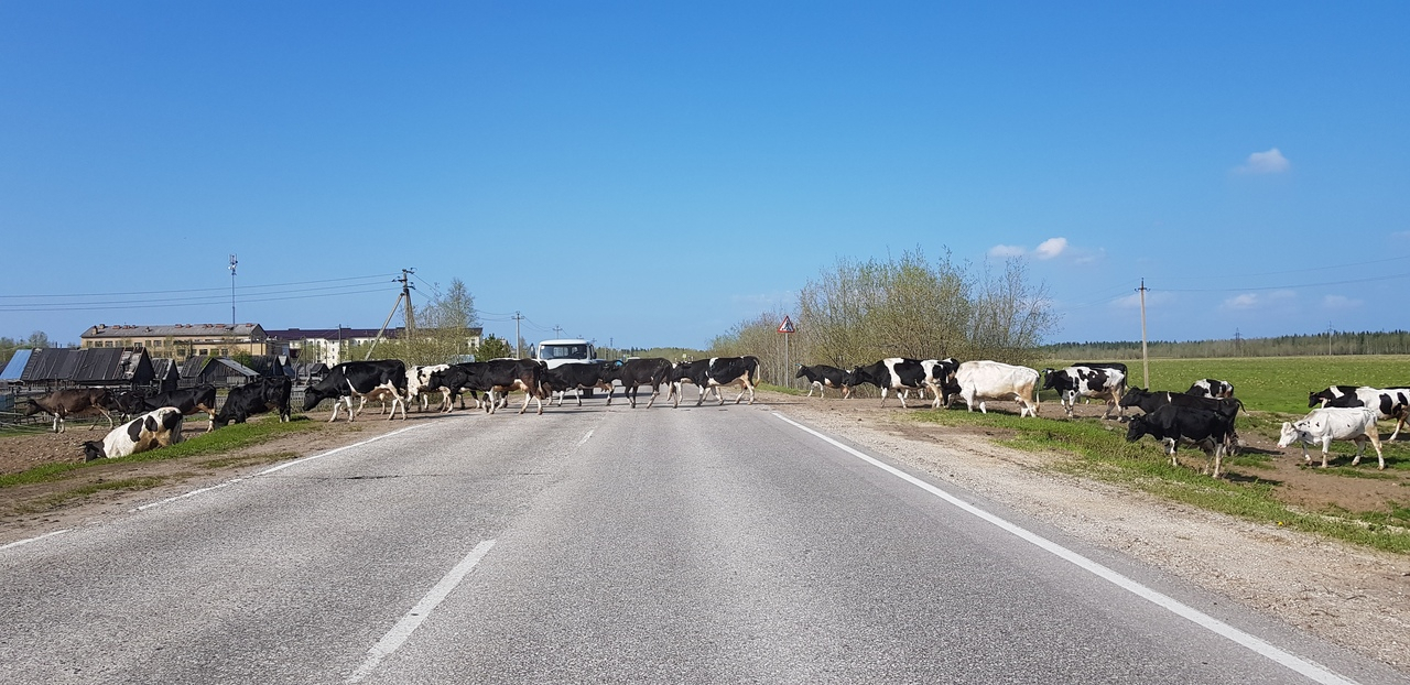 В Коми наглые коровы перекрыли дорогу (фото)