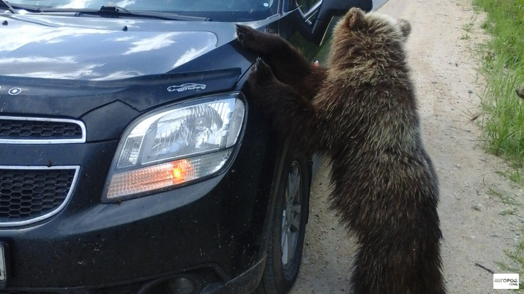 Соцсети: в Сосногорске медведь гулял по Привокзальной