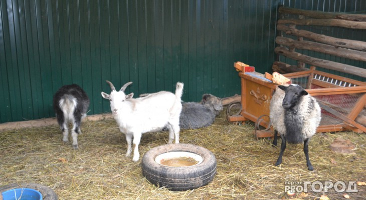 В Коми на пожаре сгорели 2 козы