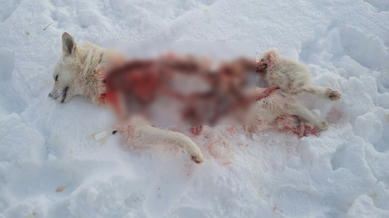 В одном из городов Коми волки обглодали собаку