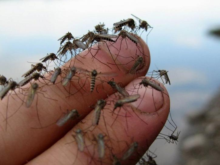 В Коми летом ожидается нашествие комаров