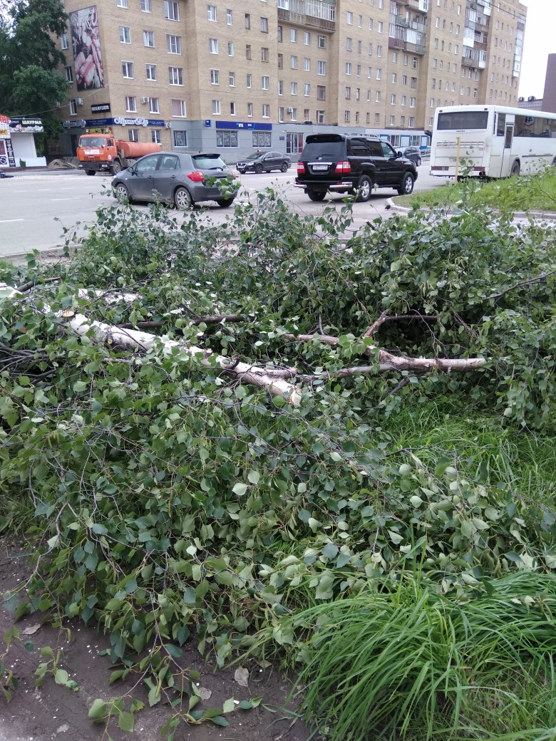 Ухтинка борется с вырубкой деревьев по проспекту Ленина