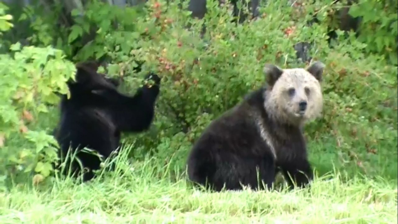 Медведей, пришедших на дачи под Ухтой, отправят в Центр спасения медвежат-сирот