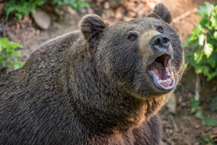 Жительница Коми встретила медведя во время прогулки