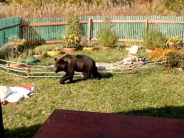 В Коми медведи вместо приманок с мясом предпочли огороды с морковью