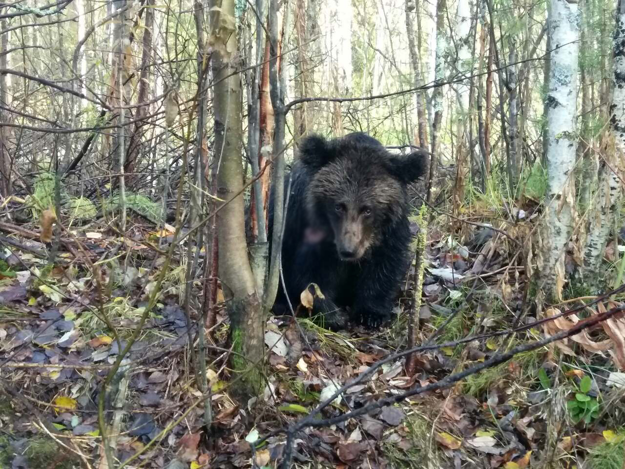 Под Ухтой браконьеры застрелили раненого медвежонка-сиротку