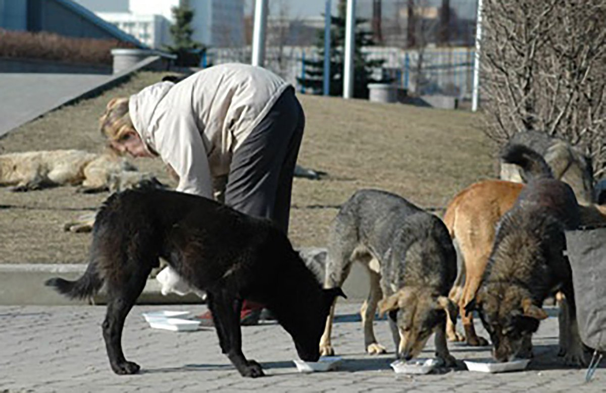 Россиянам разрешили подкармливать бродячих собак
