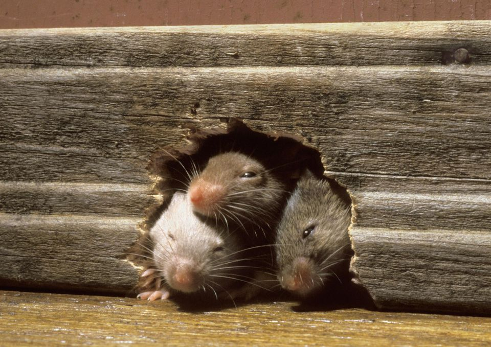 Как избавиться от крыс, которые заполонили весь дом?