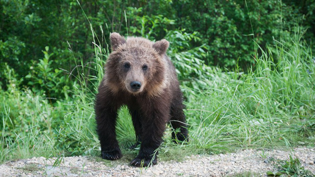 В Коми застрелят не уснувшего на зиму медведя