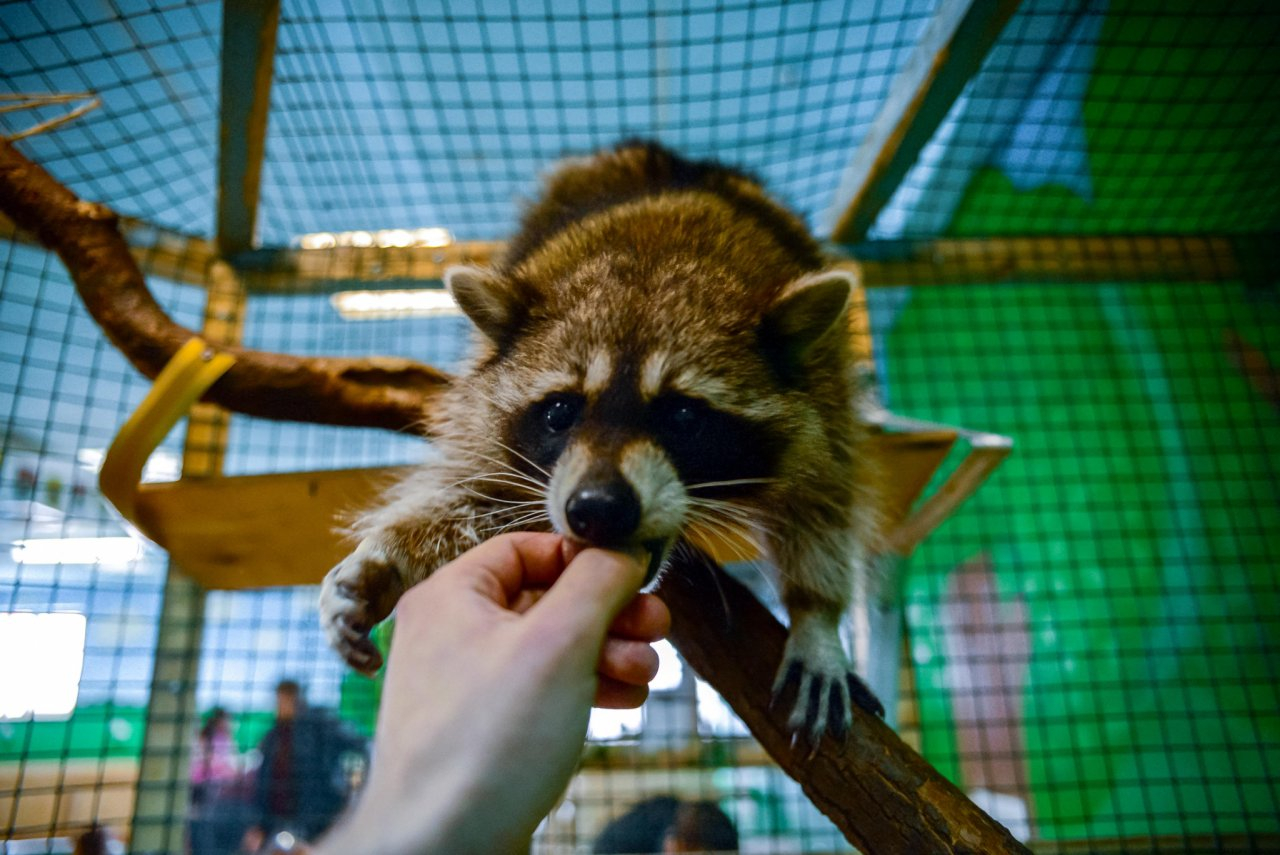 Руками не трогать: что ждет контактные зоопарки после их запрета