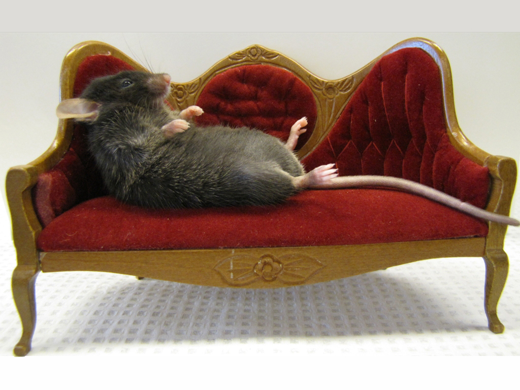 Ухтинка: "Крысы в нашем подъезде чувствуют себя как дома!"