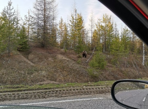 В Коми на дорогу к людям вышел медведь