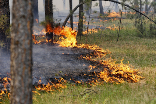 В Коми впервые в сезоне загорелся лес
