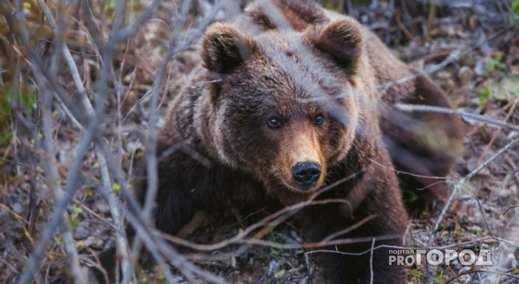 Медведи затащили в вольер 11-летнего мальчика и загрызли его