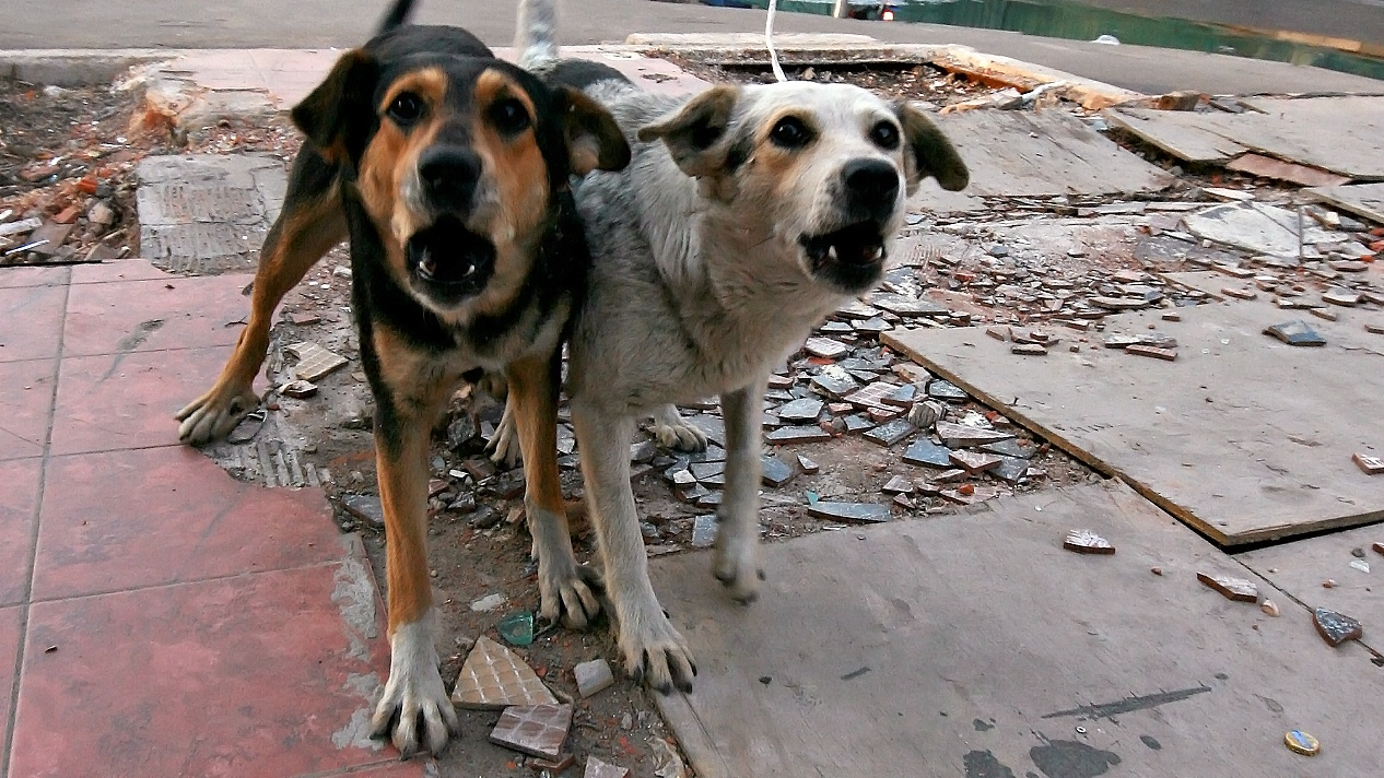 Стая бродячих собак бросается на жителей Яреги