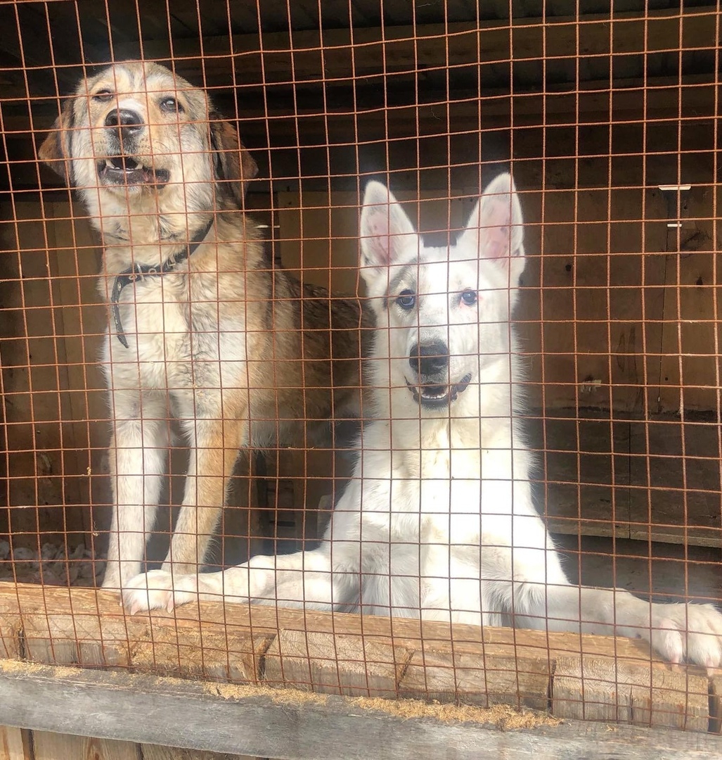 Собаки остались без похлебки: приюту срочно требуется помощь ухтинцев