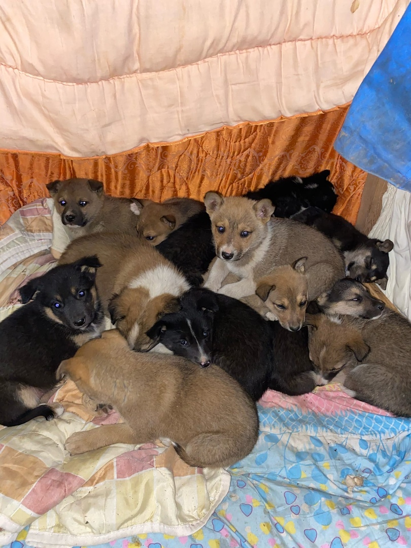 Приют для бездомных собак в Ухте оказался под угрозой закрытия