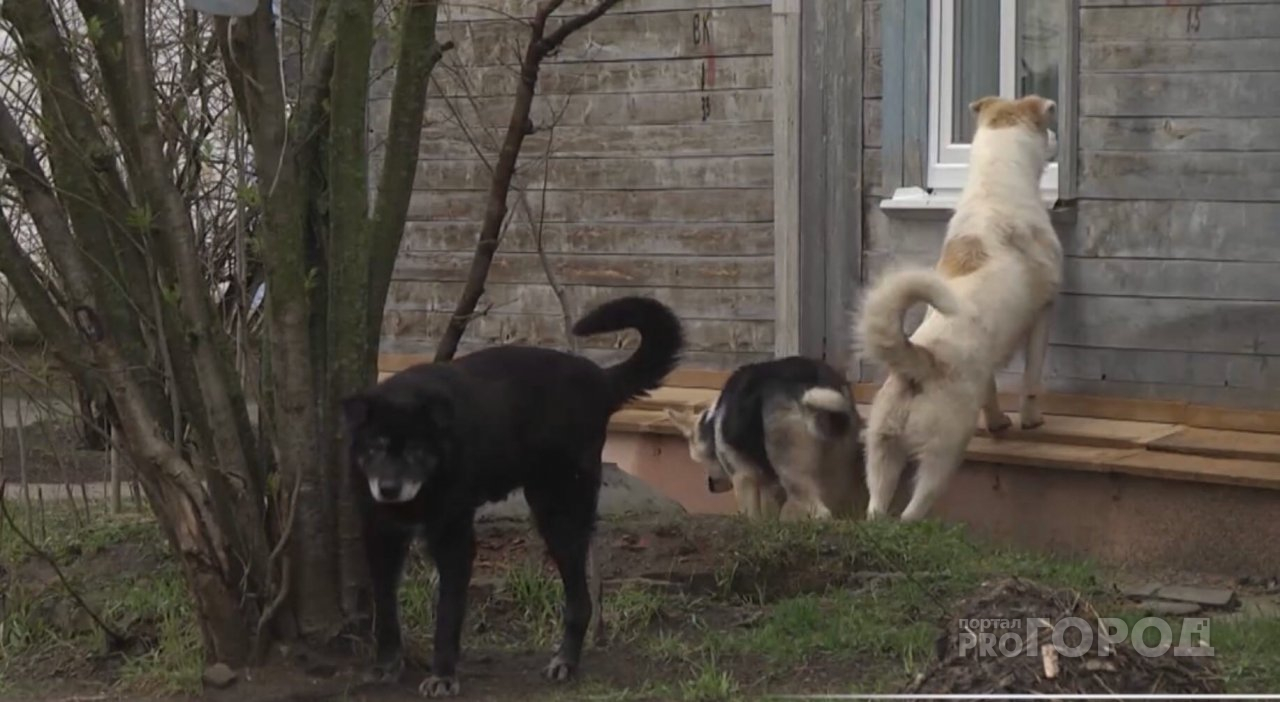 В Сосногорске взялись за проблему бродячих собак